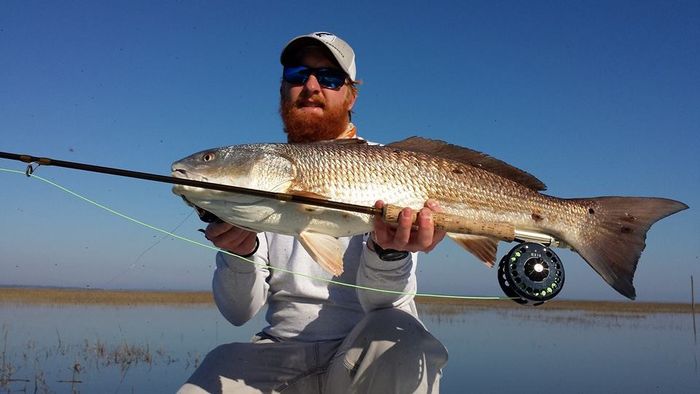 Angler holding a redfish and fly rod